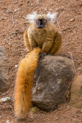 Madagascar 2022